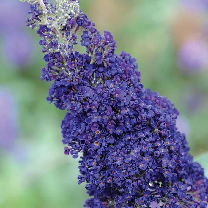 Buddleia Davidii Buzz Midnight - View 8 from www redcrocus com