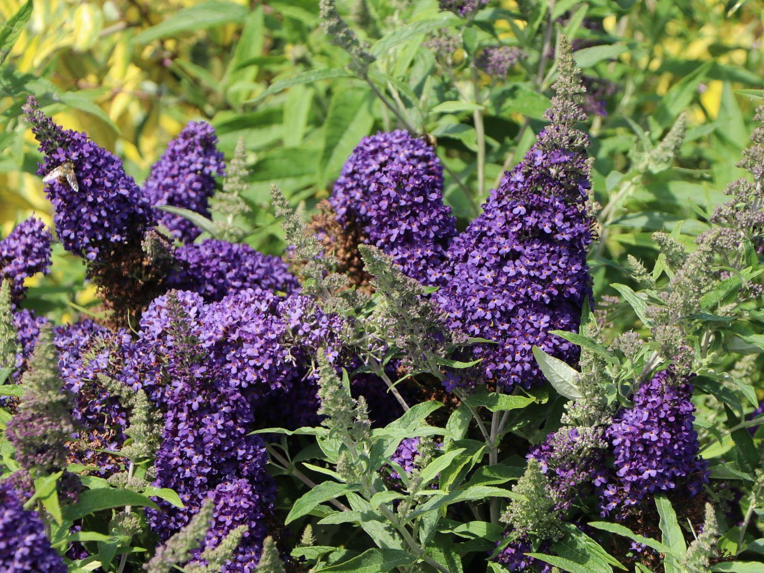 Buddleia Davidii Buzz Midnight - View 9 from www redcrocus com