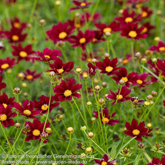 Coreopsis X Li L Bang Red Elf - View 11 from www redcrocus com