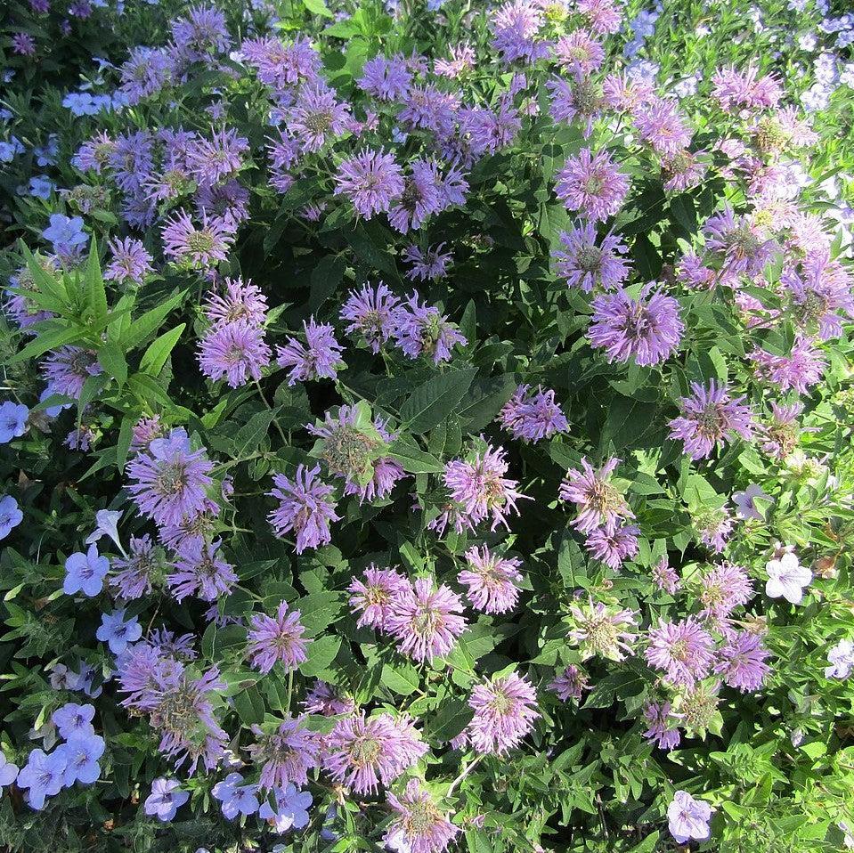 Monarda X Sugar Buzz Blue Moon - View 11 from www redcrocus com