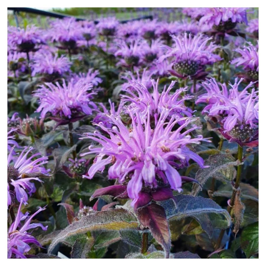 Monarda X Sugar Buzz Blue Moon - View 12 from www redcrocus com