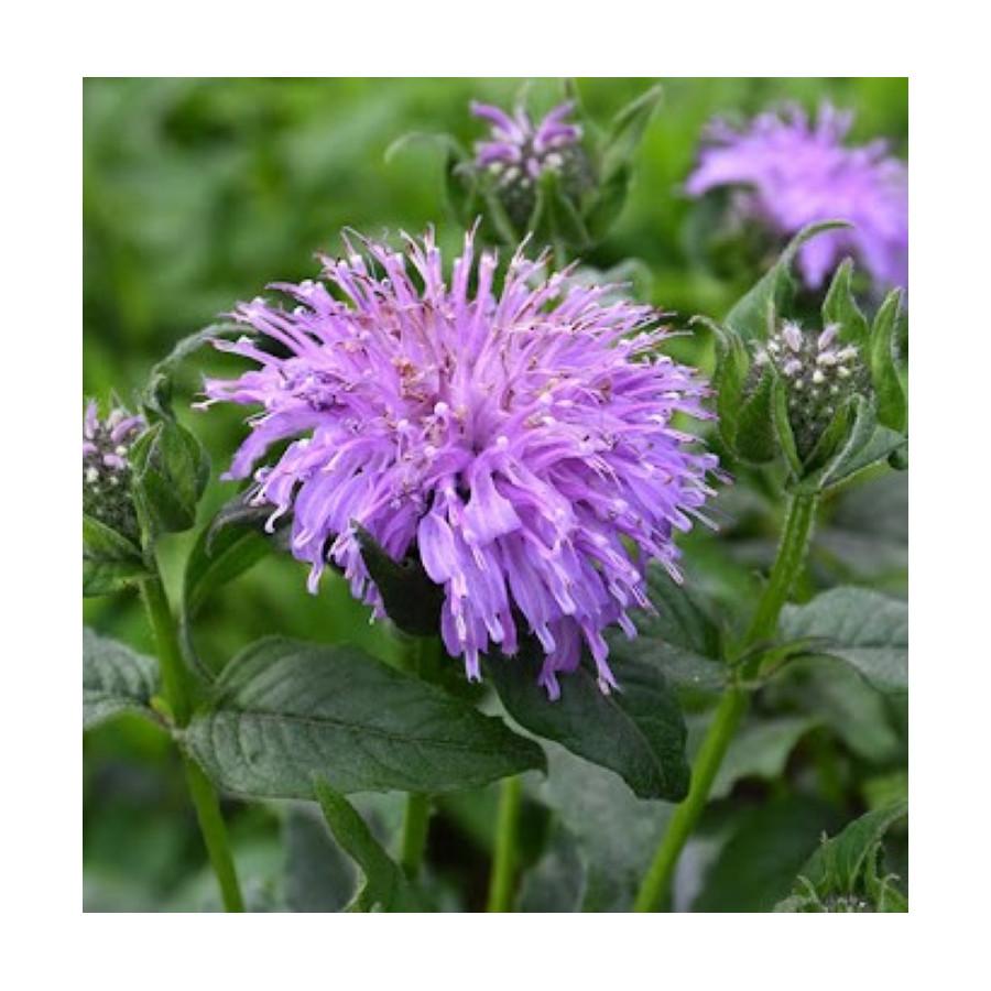 Monarda X Sugar Buzz Blue Moon - View 13 from www redcrocus com