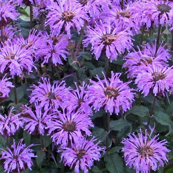 Monarda X Sugar Buzz Blue Moon - View 14 from www redcrocus com