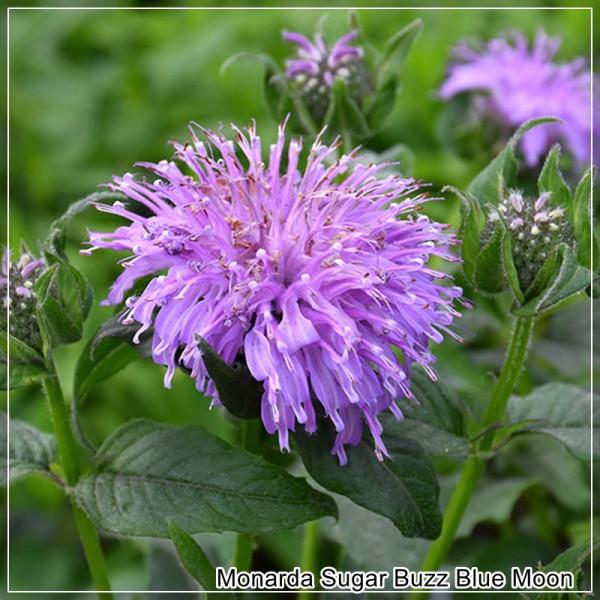 Monarda X Sugar Buzz Blue Moon - View 16 from www redcrocus com
