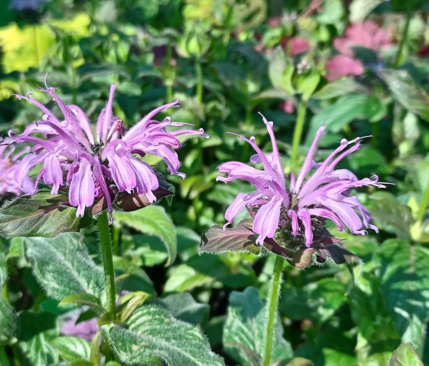 Monarda X Sugar Buzz Blue Moon - View 17 from www redcrocus com