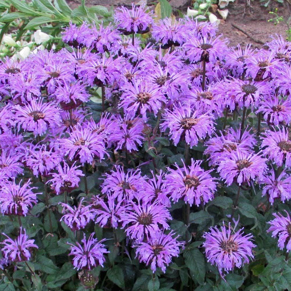 Monarda X Sugar Buzz Blue Moon - View 1 from www redcrocus com