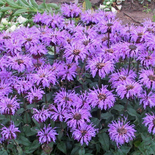 Monarda X Sugar Buzz Blue Moon - View 1 from www redcrocus com