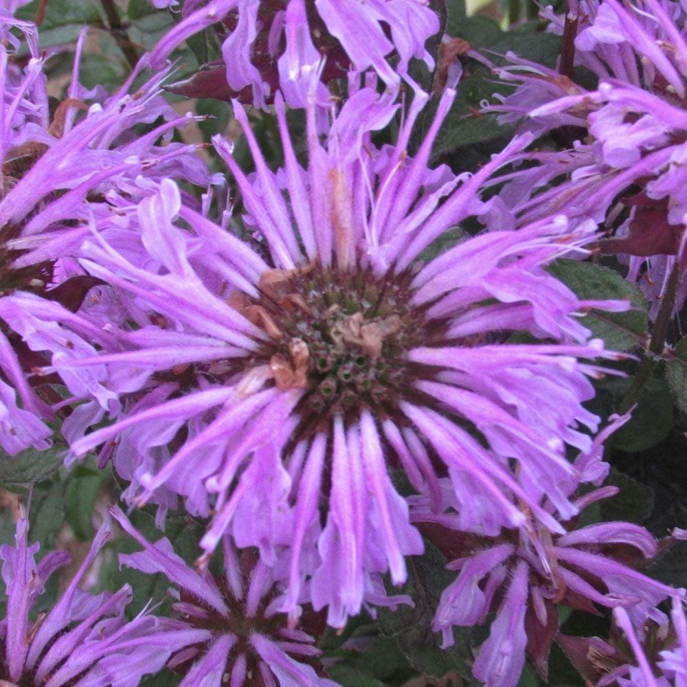 Monarda X Sugar Buzz Blue Moon - View 2 from www redcrocus com