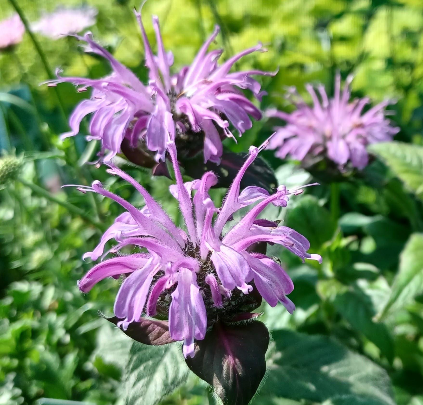 Monarda X Sugar Buzz Blue Moon - View 3 from www redcrocus com