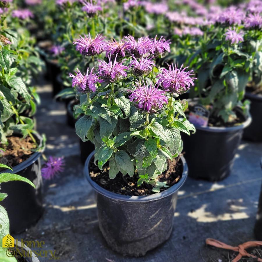 Monarda X Sugar Buzz Blue Moon - View 5 from www redcrocus com