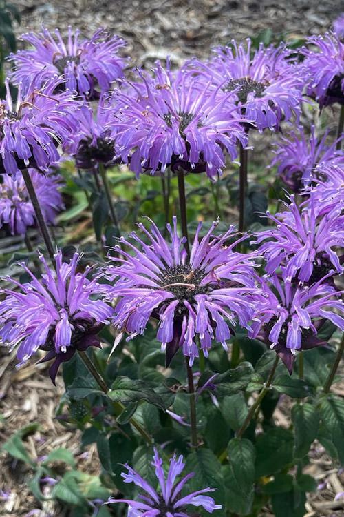 Monarda X Sugar Buzz Blue Moon - View 6 from www redcrocus com