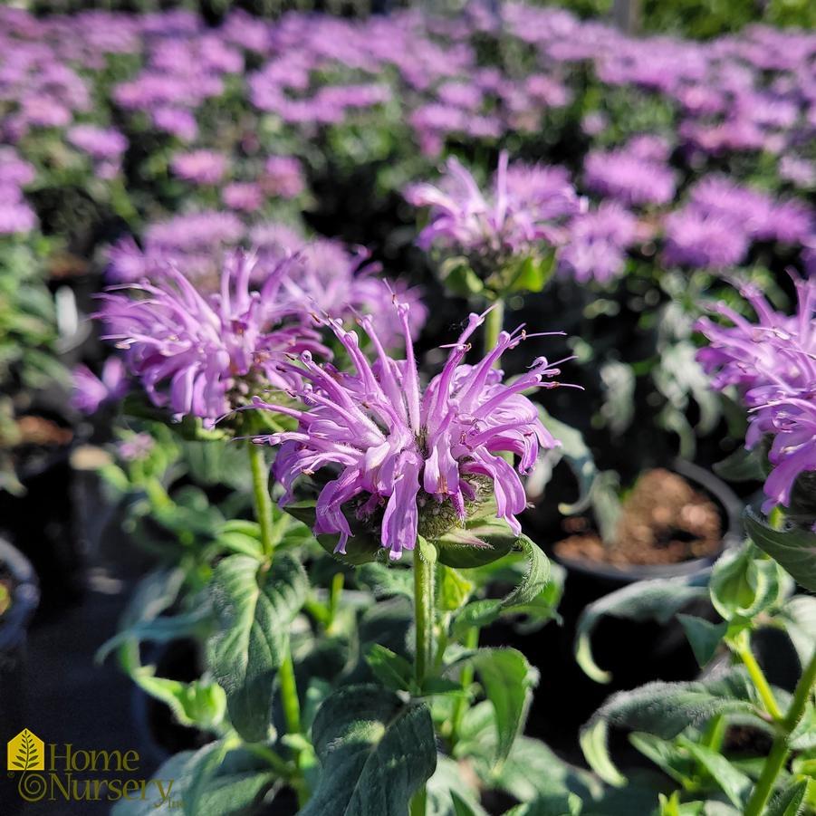 Monarda X Sugar Buzz Blue Moon - View 7 from www redcrocus com