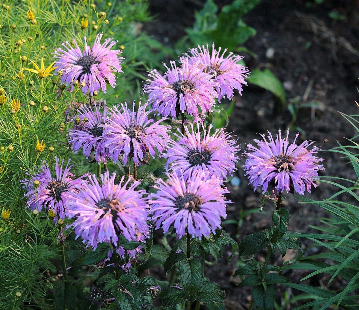 Monarda X Sugar Buzz Blue Moon - View 8 from www redcrocus com