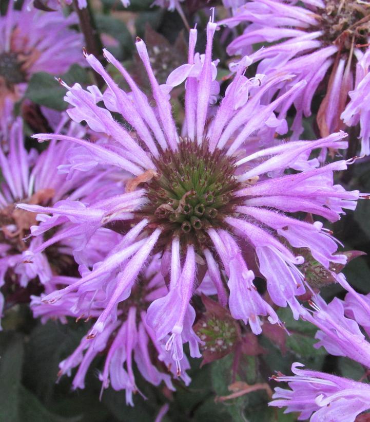Monarda X Sugar Buzz Blue Moon - View 9 from www redcrocus com