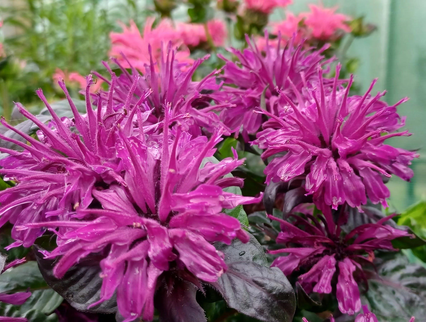 Monarda X Sugar Buzz Grape Gumball - View 17 from www redcrocus com