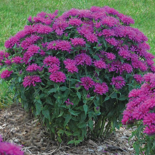 Monarda X Sugar Buzz Grape Gumball - View 1 from www redcrocus com