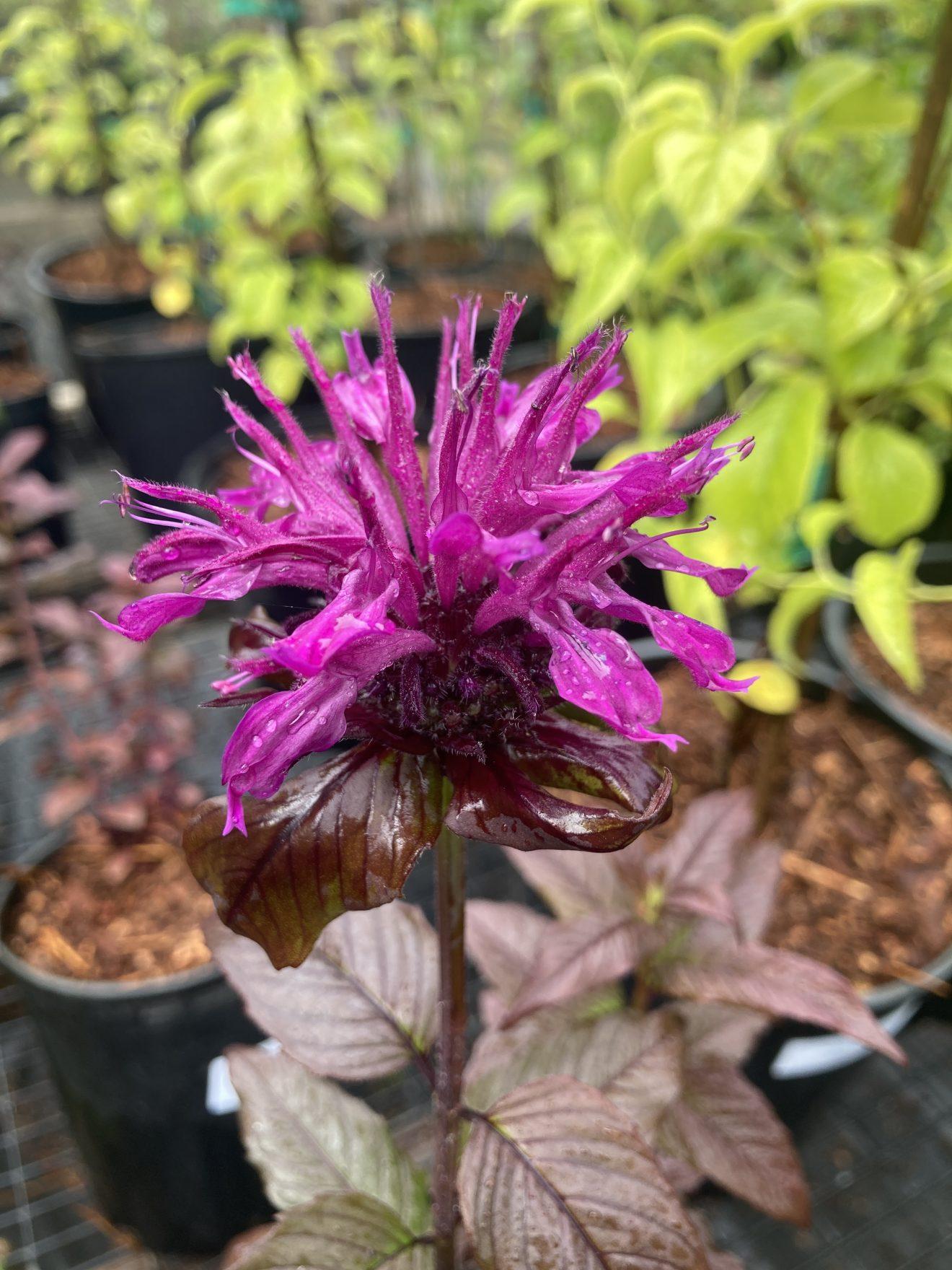 Monarda X Sugar Buzz Rockin Raspberry - View 10 from www redcrocus com