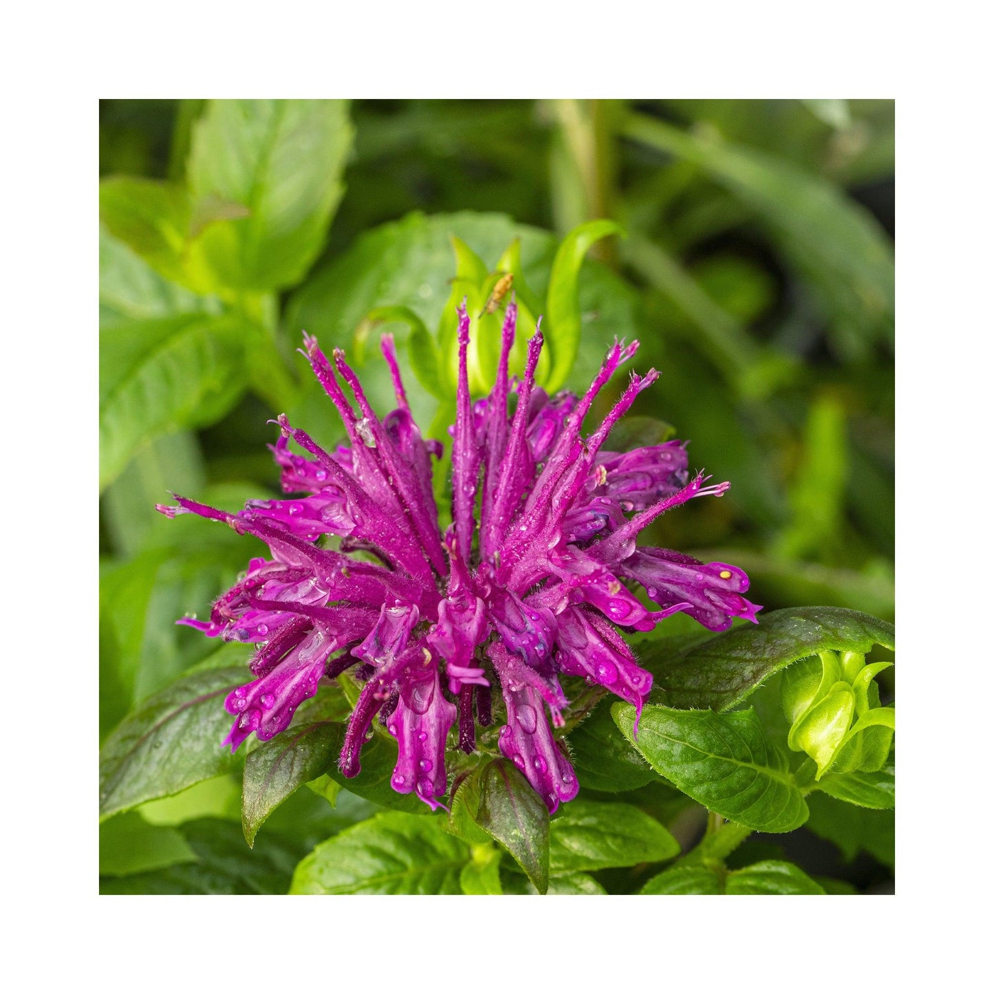 Monarda X Sugar Buzz Rockin Raspberry - View 11 from www redcrocus com