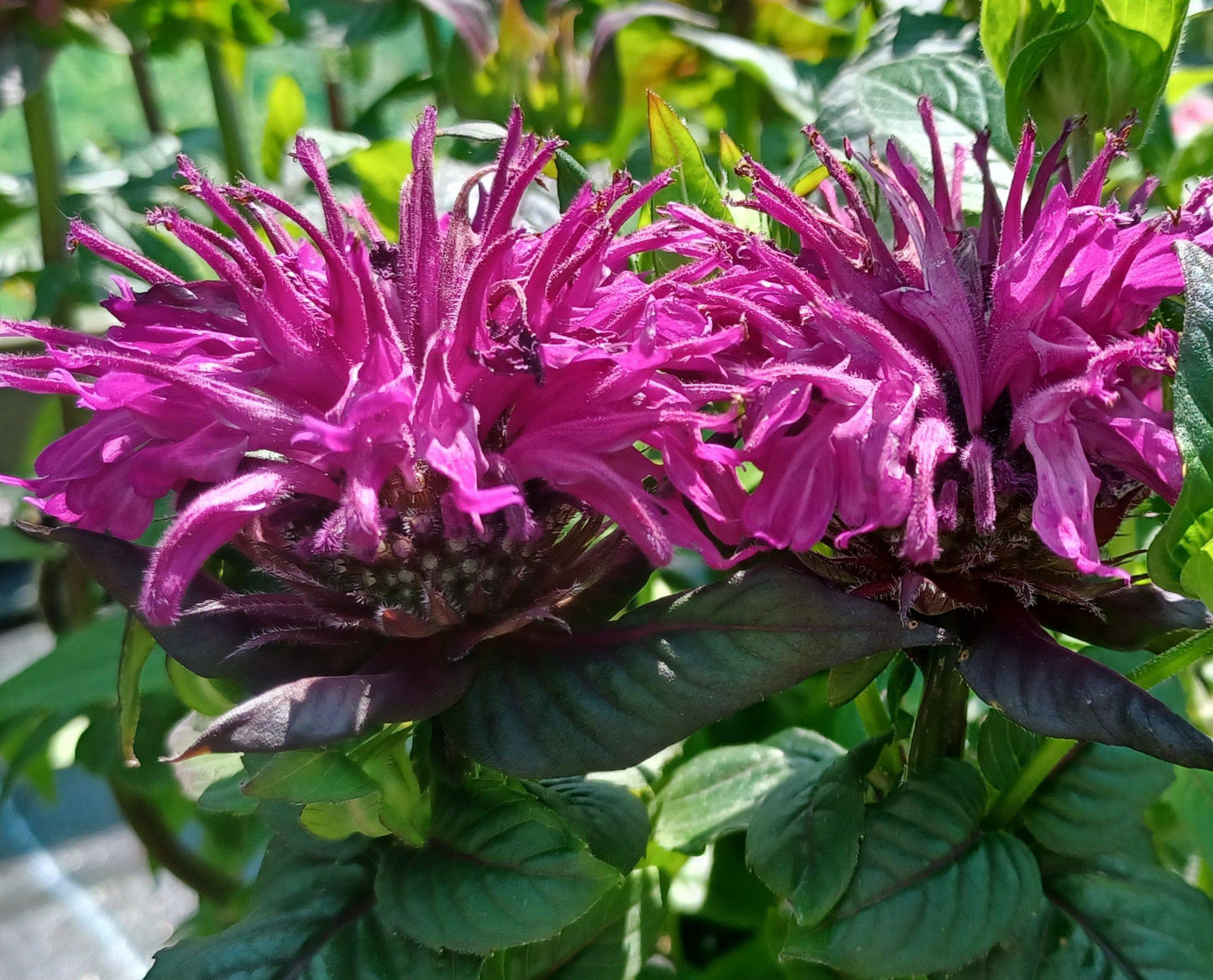 Monarda X Sugar Buzz Rockin Raspberry - View 12 from www redcrocus com