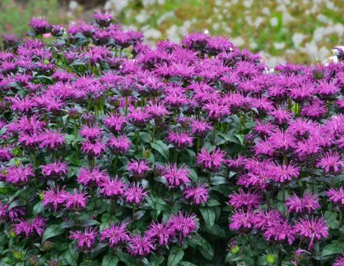 Monarda X Sugar Buzz Rockin Raspberry - View 13 from www redcrocus com