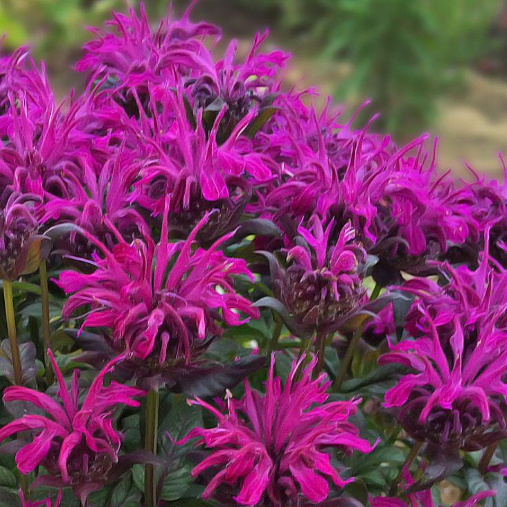 Monarda X Sugar Buzz Rockin Raspberry - View 15 from www redcrocus com