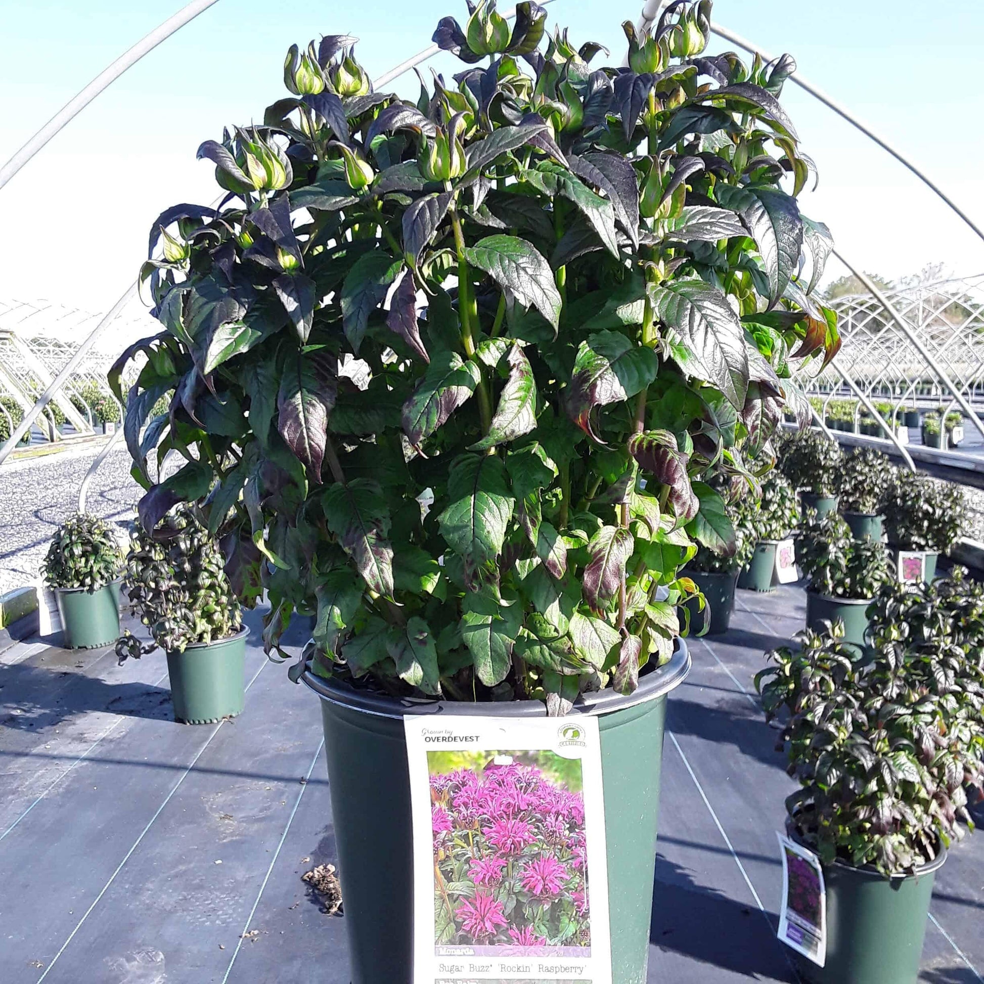 Monarda X Sugar Buzz Rockin Raspberry - View 16 from www redcrocus com