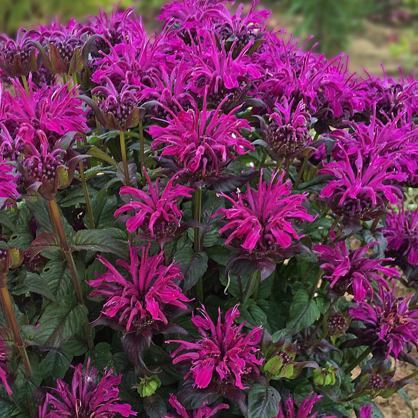 Monarda X Sugar Buzz Rockin Raspberry - View 1 from www redcrocus com