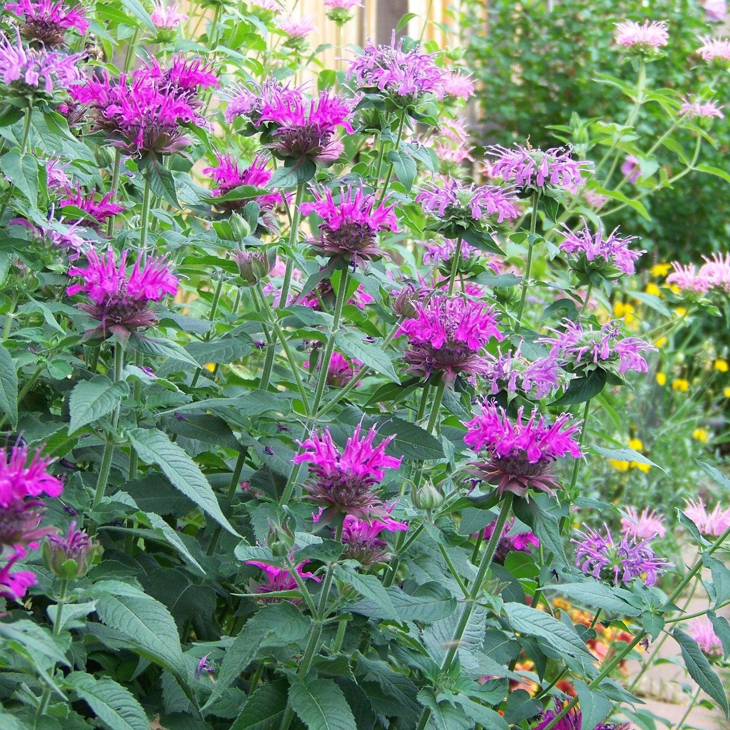 Monarda X Sugar Buzz Rockin Raspberry - View 2 from www redcrocus com