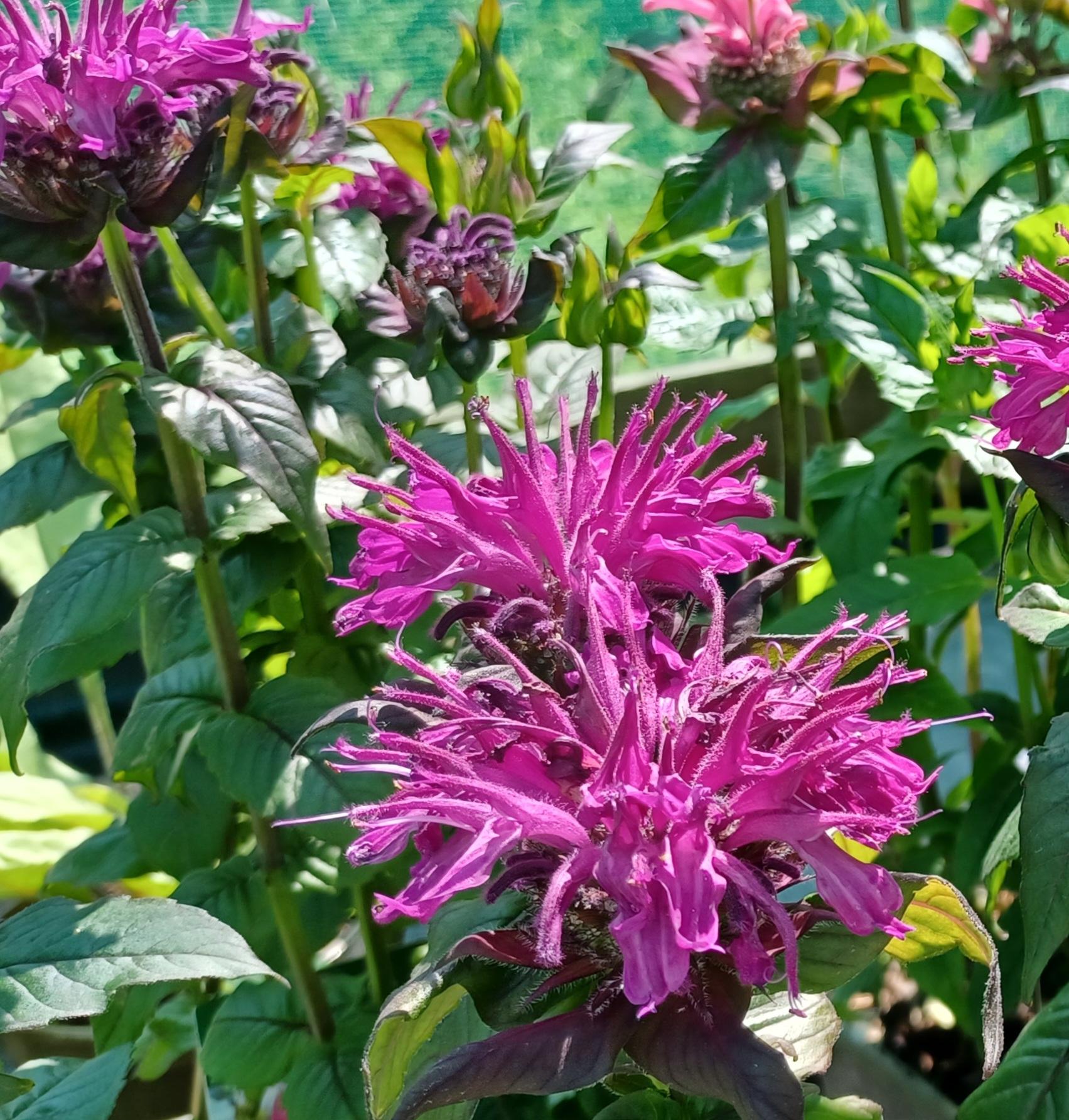 Monarda X Sugar Buzz Rockin Raspberry - View 3 from www redcrocus com