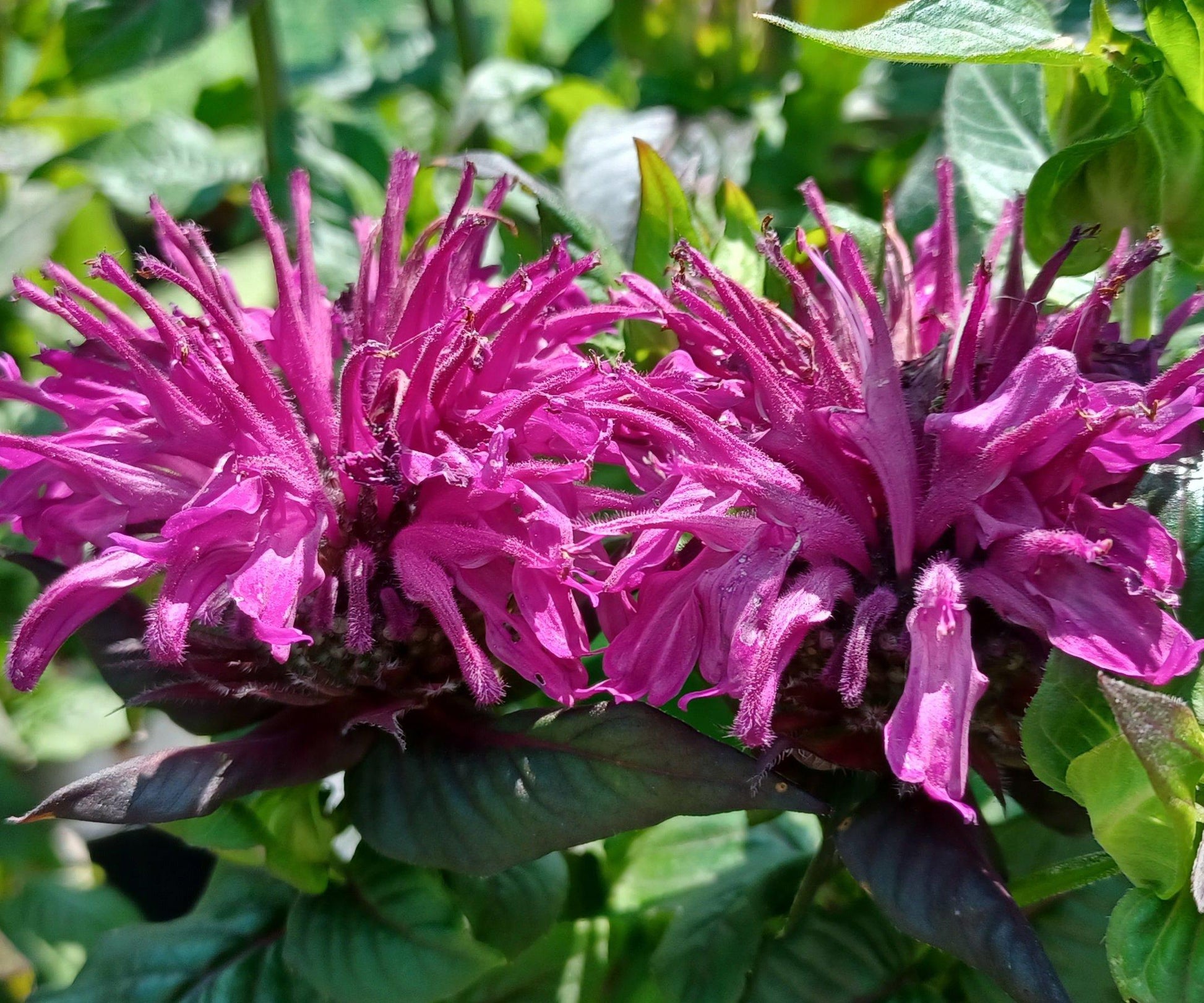 Monarda X Sugar Buzz Rockin Raspberry - View 4 from www redcrocus com