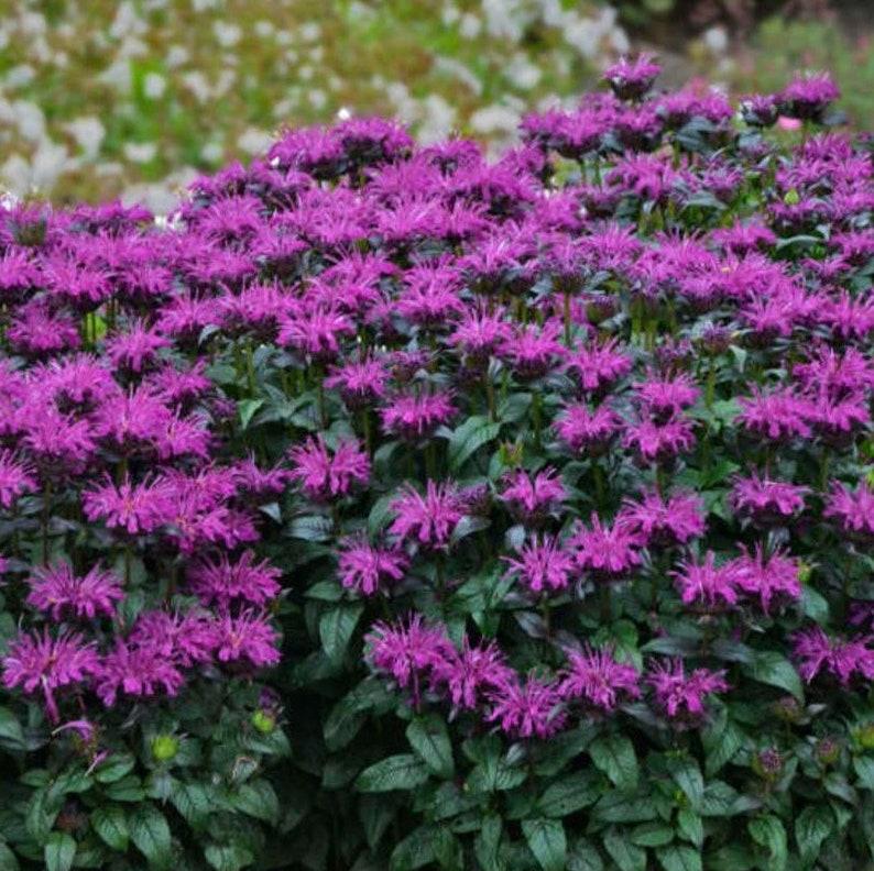 Monarda X Sugar Buzz Rockin Raspberry - View 5 from www redcrocus com