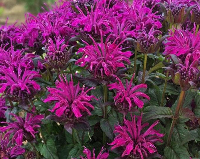 Monarda X Sugar Buzz Rockin Raspberry - View 6 from www redcrocus com