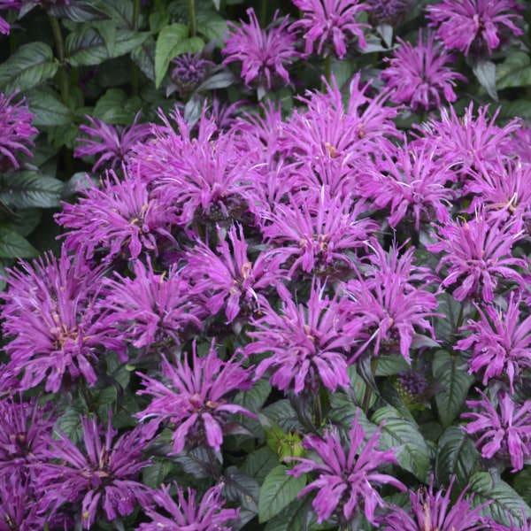 Monarda X Sugar Buzz Rockin Raspberry - View 7 from www redcrocus com