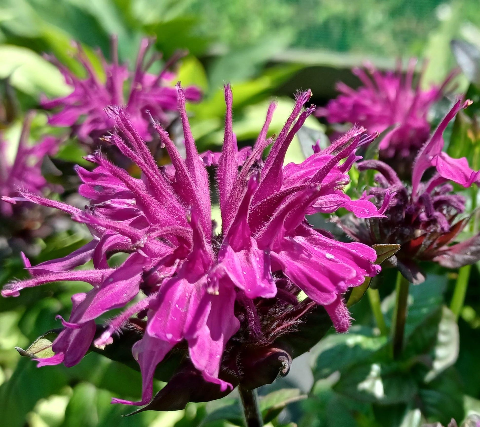 Monarda X Sugar Buzz Rockin Raspberry - View 8 from www redcrocus com