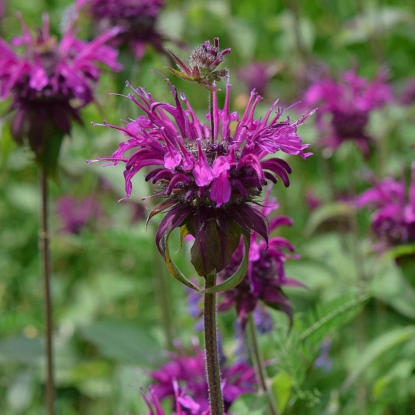Monarda X Sugar Buzz Rockin Raspberry - View 9 from www redcrocus com