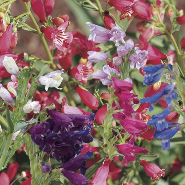 Penstemon Schmidel Red Riding Hood - View 10 from www redcrocus com