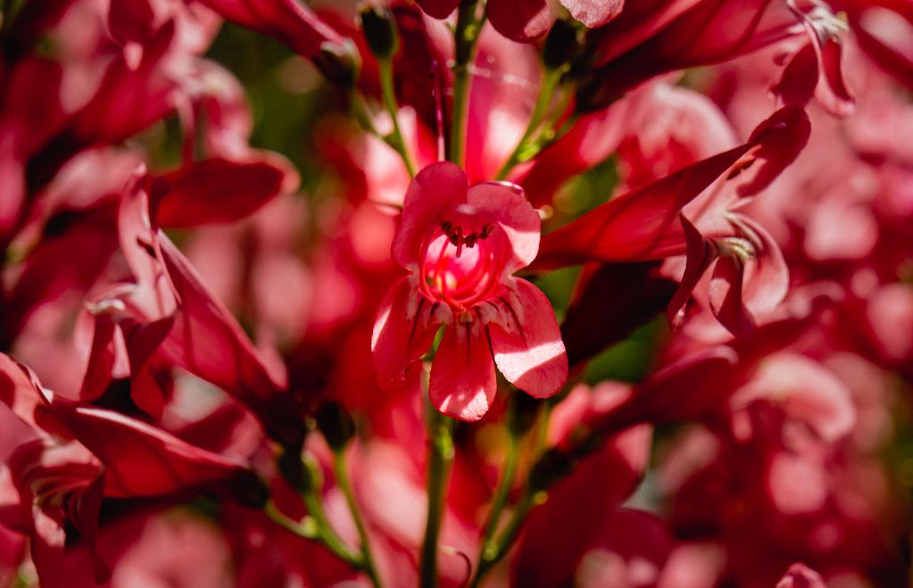 Penstemon Schmidel Red Riding Hood - View 11 from www redcrocus com