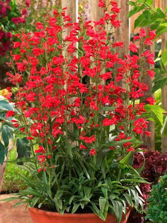 Penstemon Schmidel Red Riding Hood - View 12 from www redcrocus com