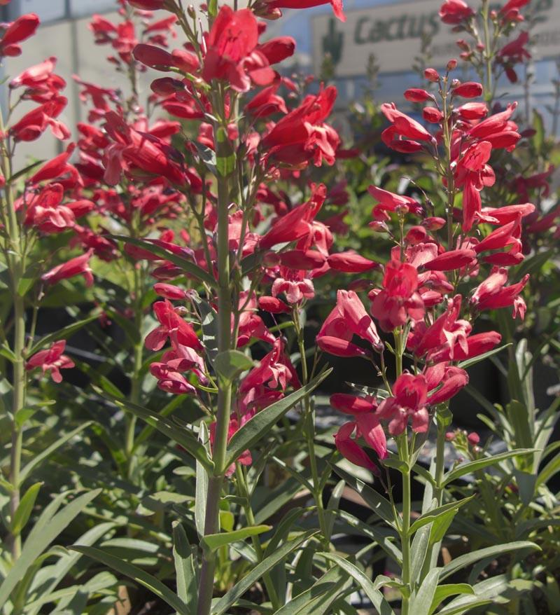 Penstemon Schmidel Red Riding Hood - View 13 from www redcrocus com