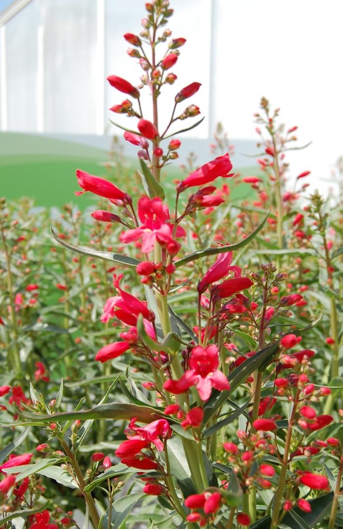 Penstemon Schmidel Red Riding Hood - View 14 from www redcrocus com