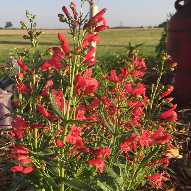 Penstemon Schmidel Red Riding Hood - View 16 from www redcrocus com