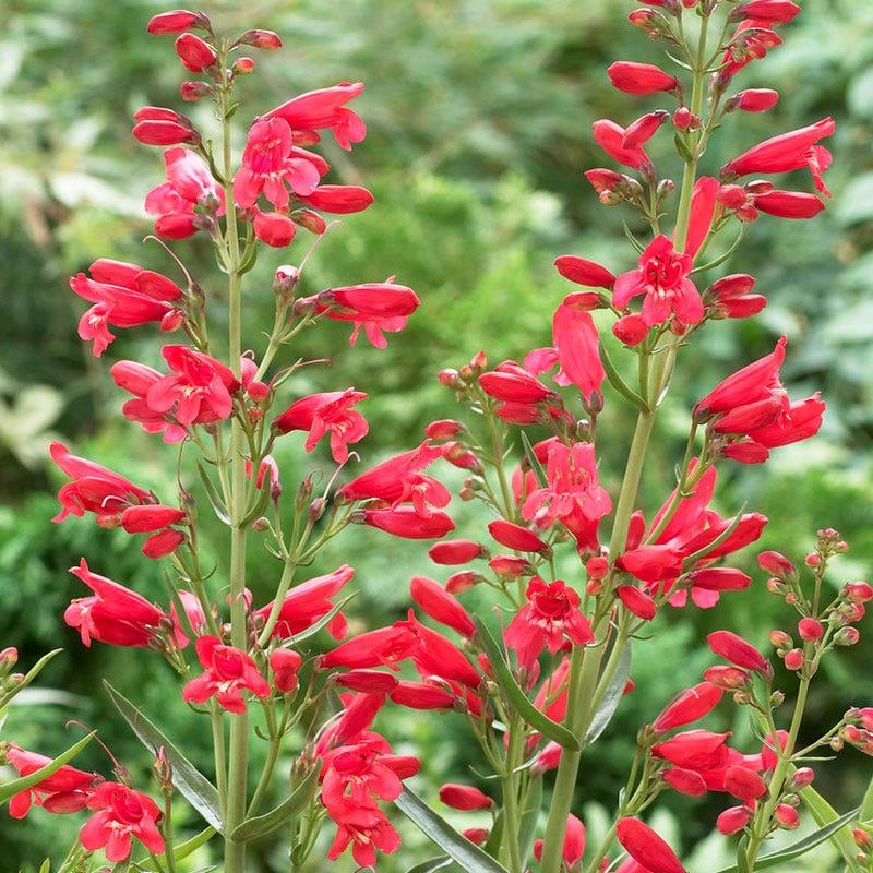 Penstemon Schmidel Red Riding Hood - View 17 from www redcrocus com