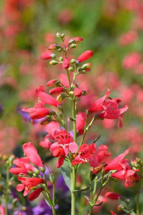 Penstemon Schmidel Red Riding Hood - View 18 from www redcrocus com