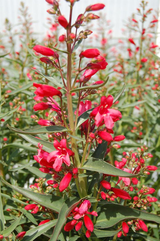 Penstemon Schmidel Red Riding Hood - View 1 from www redcrocus com