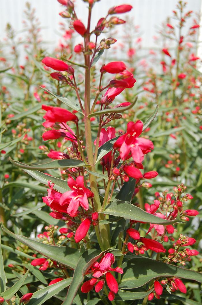 Penstemon Schmidel Red Riding Hood - View 1 from www redcrocus com