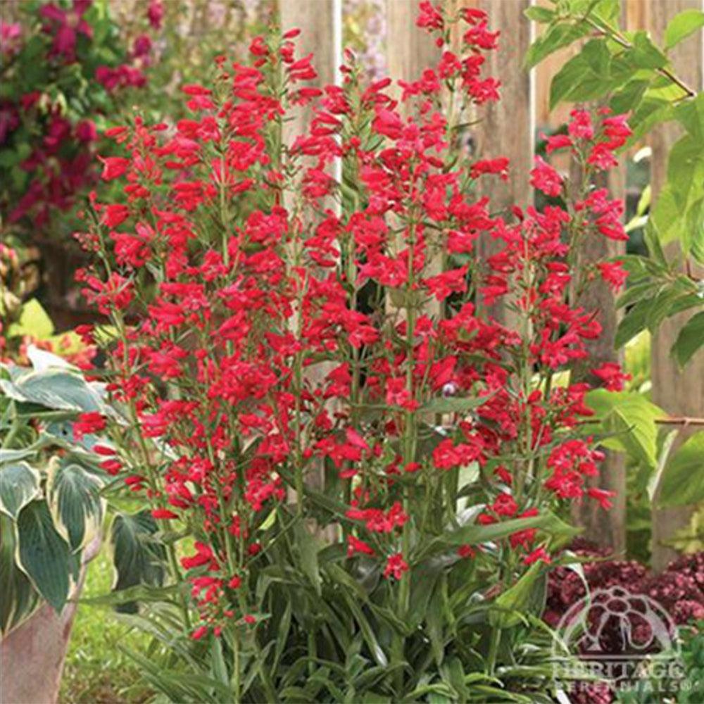 Penstemon Schmidel Red Riding Hood - View 2 from www redcrocus com
