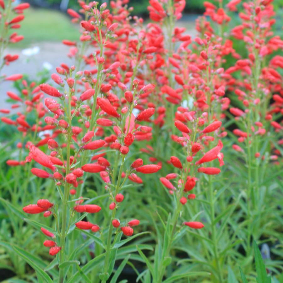 Penstemon Schmidel Red Riding Hood - View 3 from www redcrocus com
