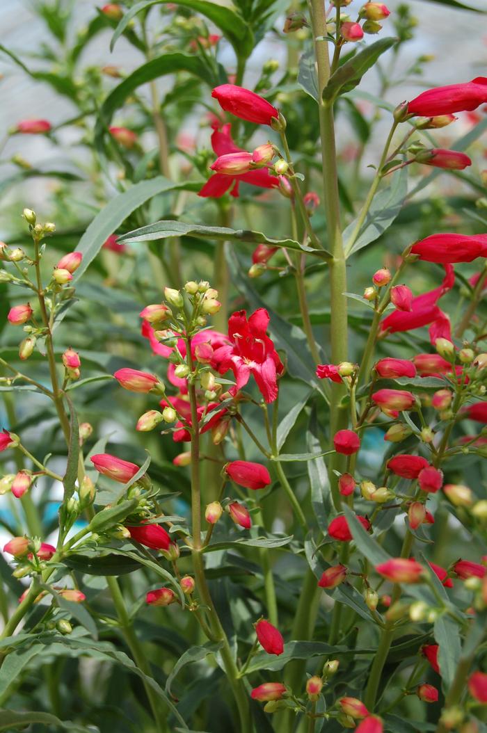 Penstemon Schmidel Red Riding Hood - View 5 from www redcrocus com