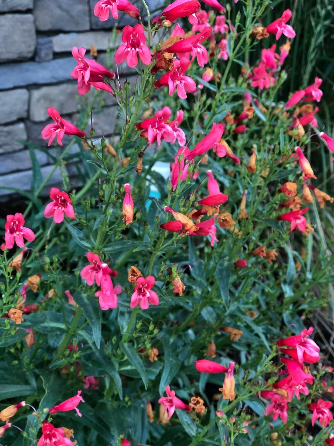 Penstemon Schmidel Red Riding Hood - View 6 from www redcrocus com