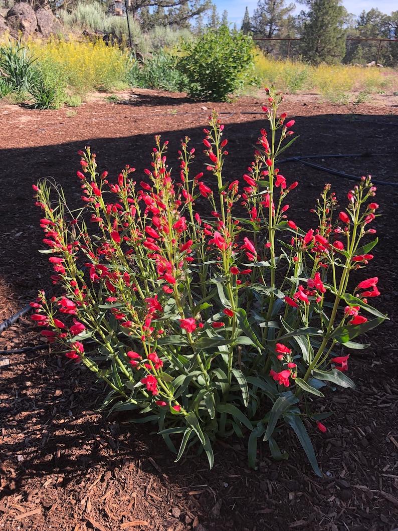 Penstemon Schmidel Red Riding Hood - View 7 from www redcrocus com